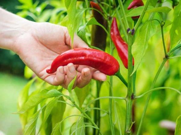 Chili peppers as a remedy for long life Chili peppers as a remedy for long life